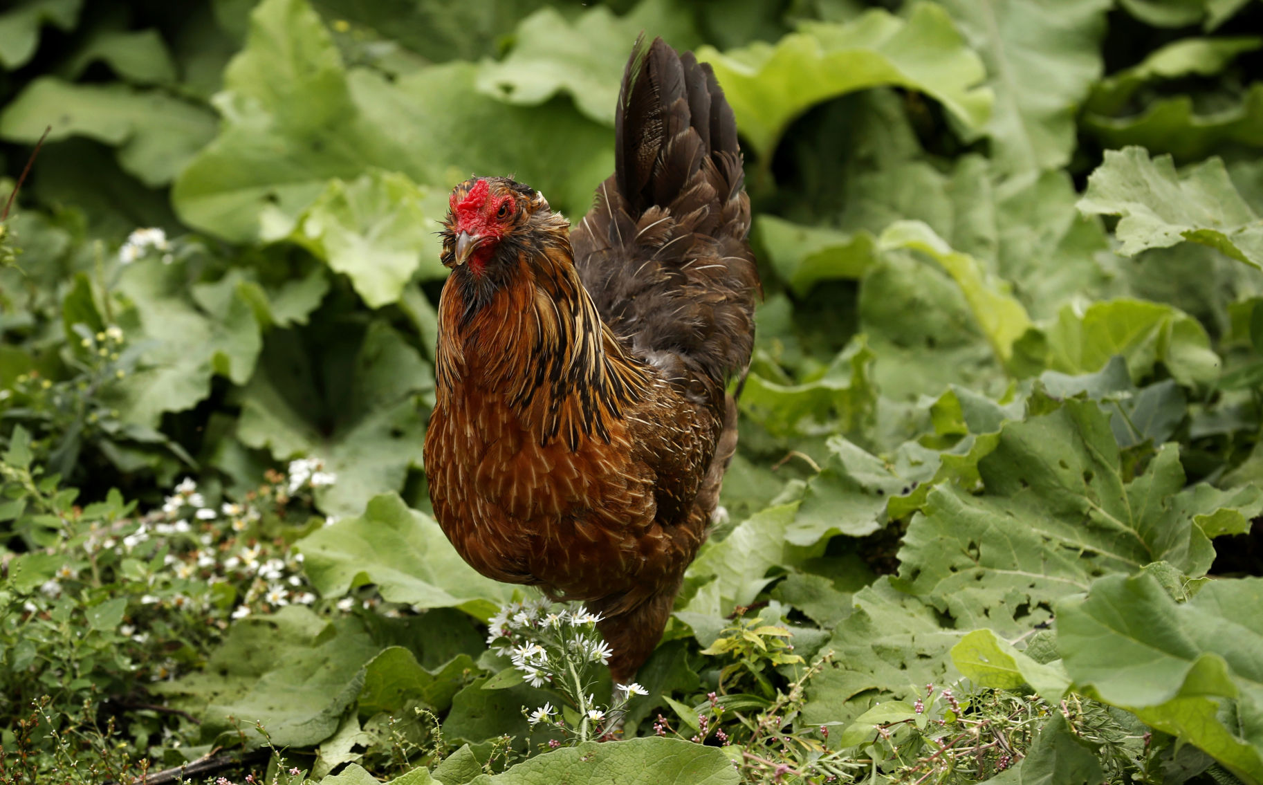 Backyard Flocks Illnesses